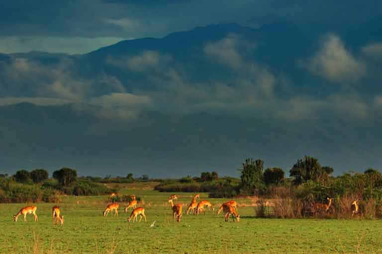 Queen Elizabeth National Park