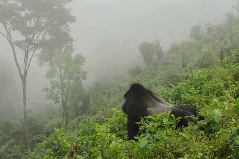 Bwindi Impenetrable Forest