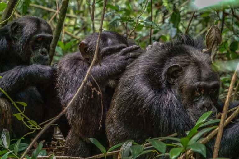 Kibale Forest National Park